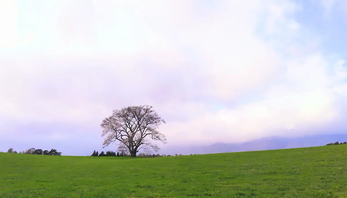 秋田と言えば・・・比内地鶏🐓の画像_12
