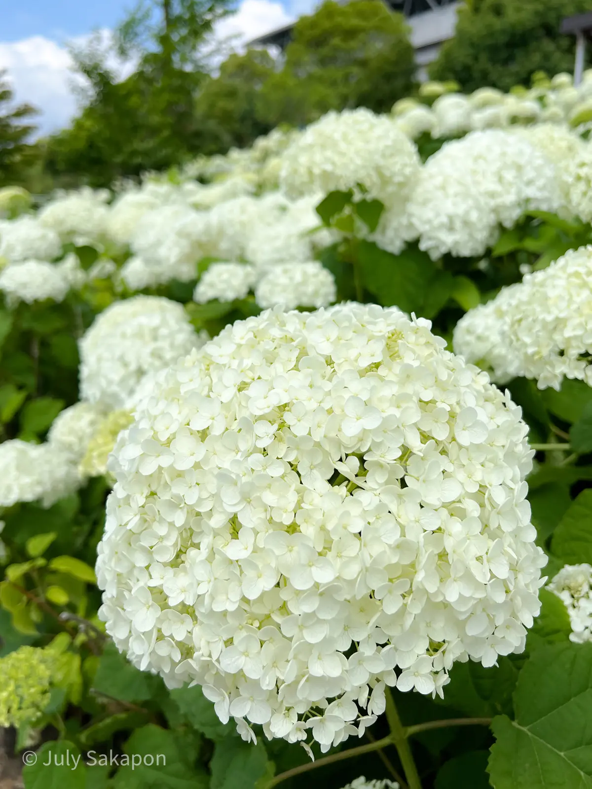 【さかぽんの冒険】朝活からの紫陽花旅☆@の画像_17