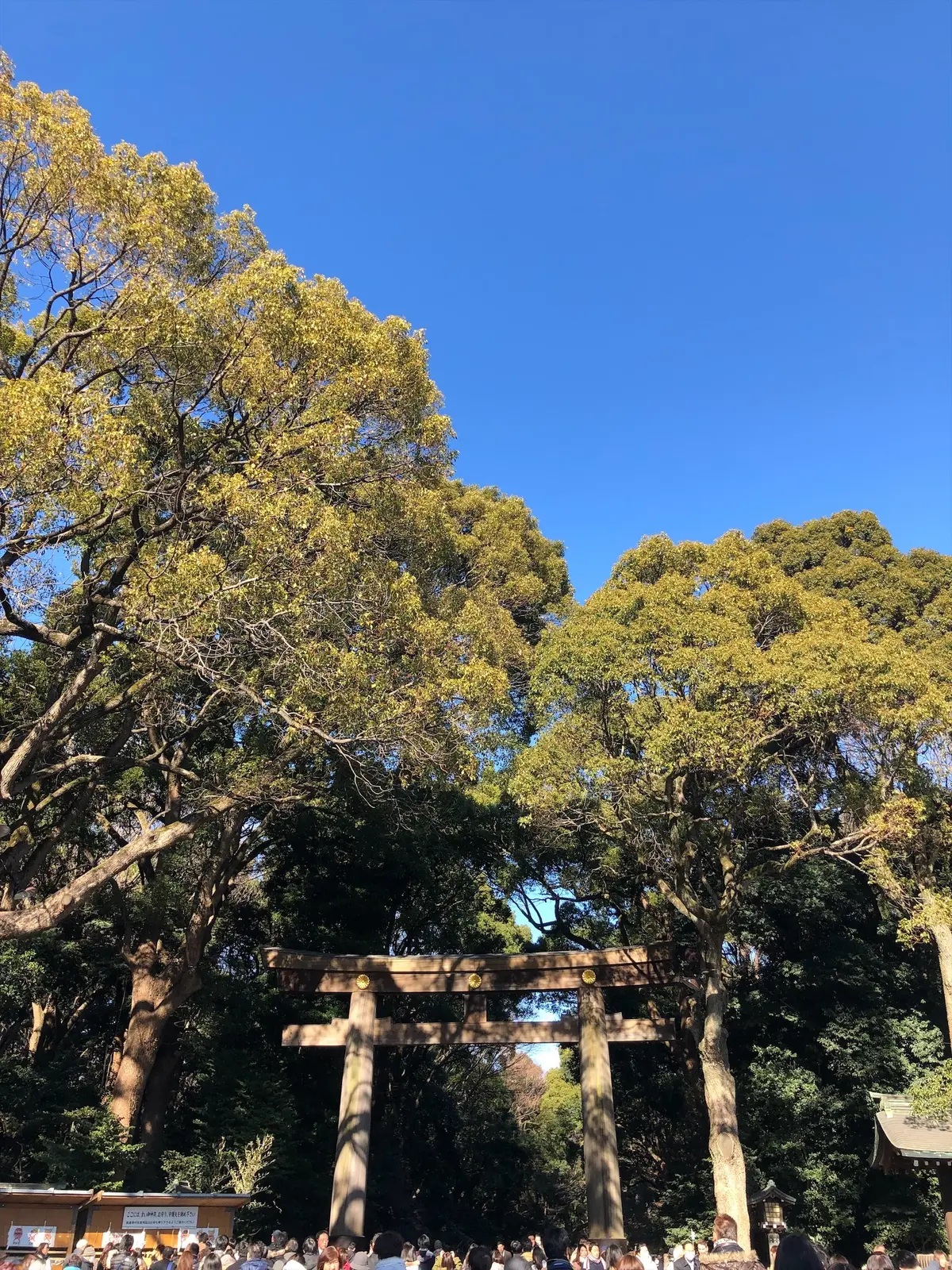 初詣は恒例の明治神宮への画像_2