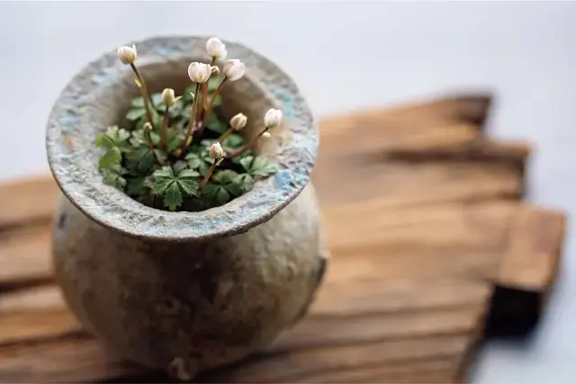 高台寺店の一角に飾られた可憐な山野草の鉢植え