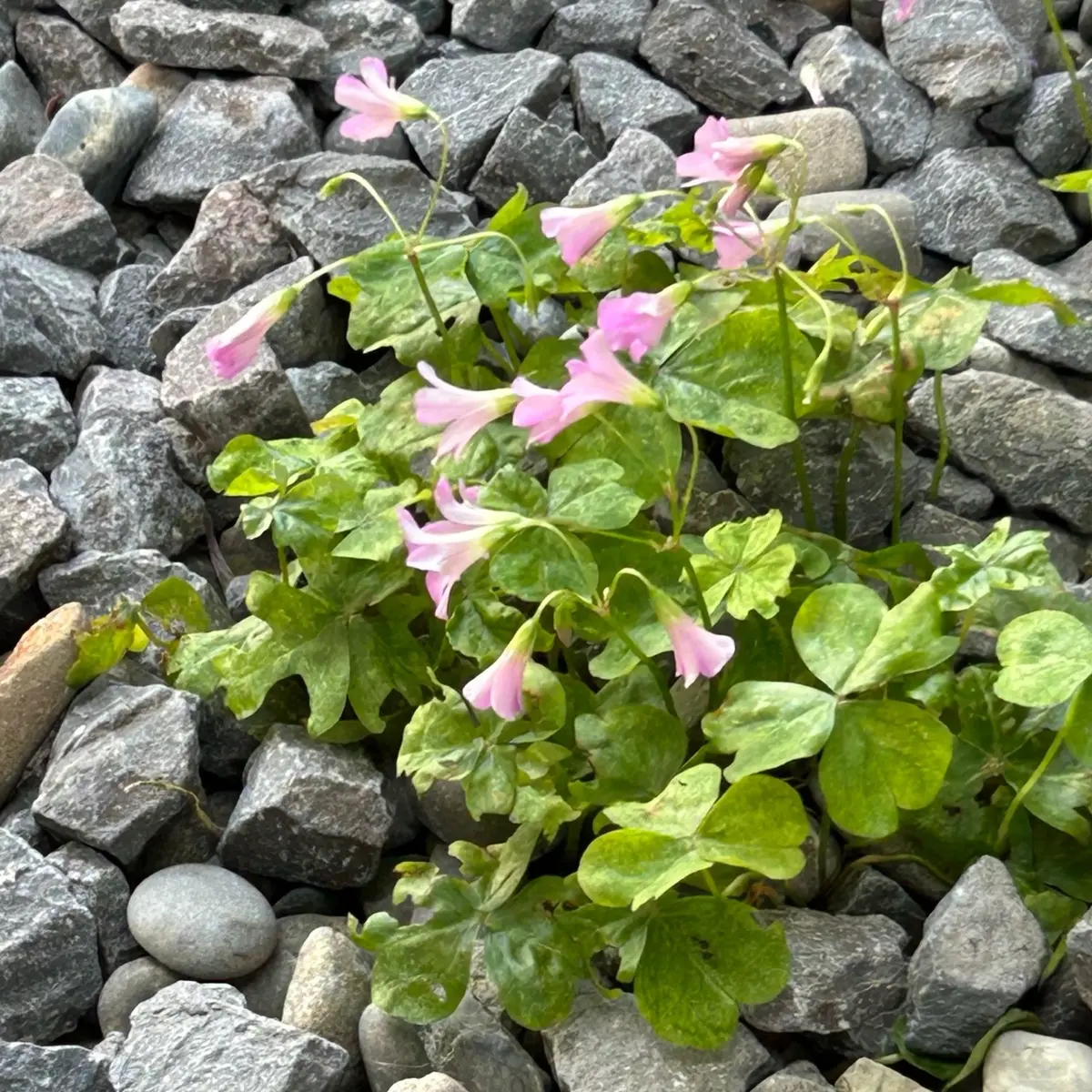 晴天の長崎散策の画像_20