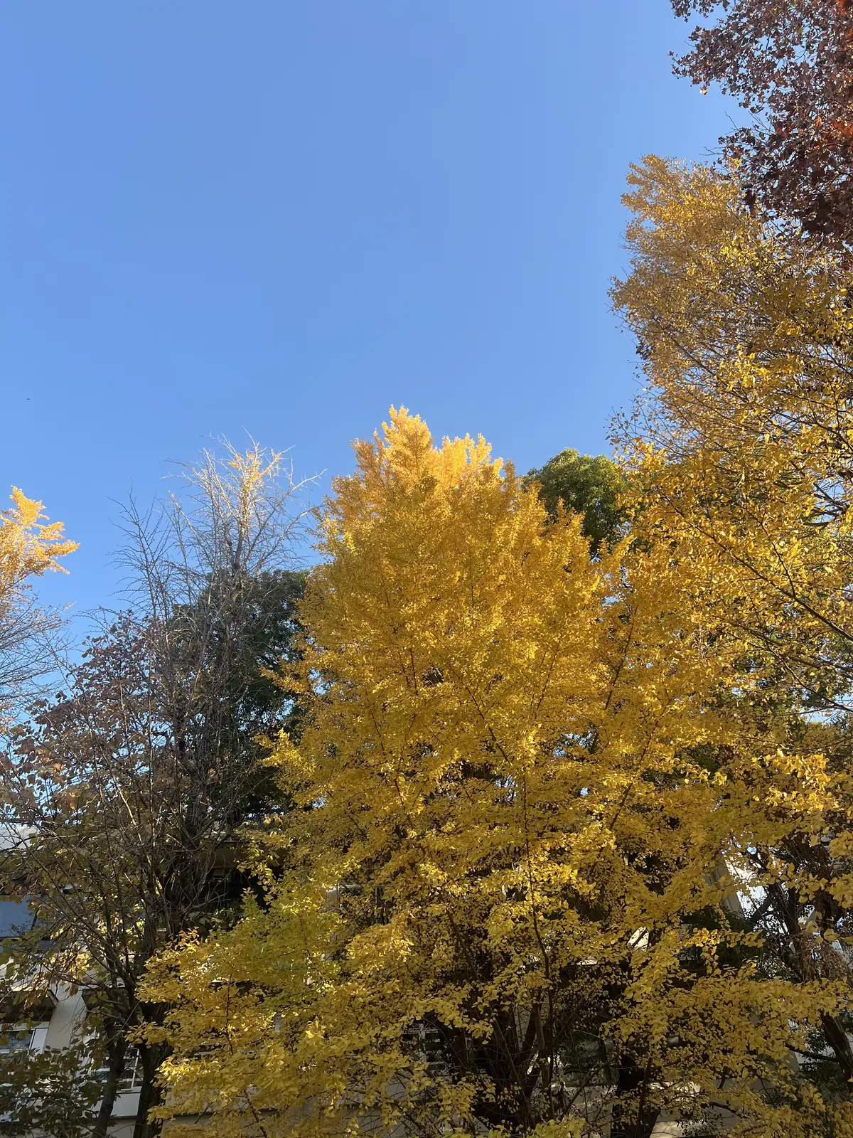 最愛ジャケットはエコツイード♡の画像_1