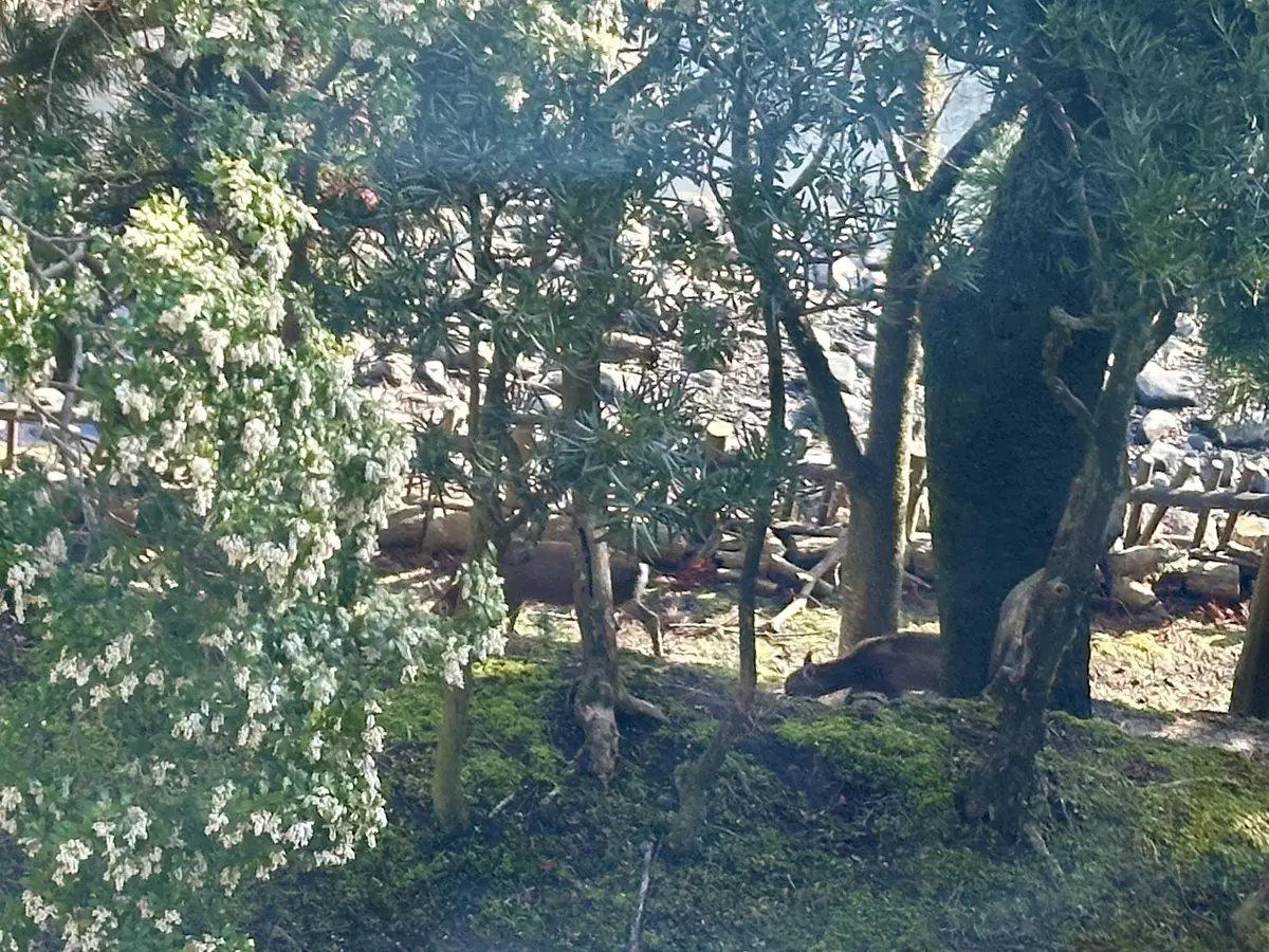 Theクラシック！奈良ホテルに宿泊して来の画像_8