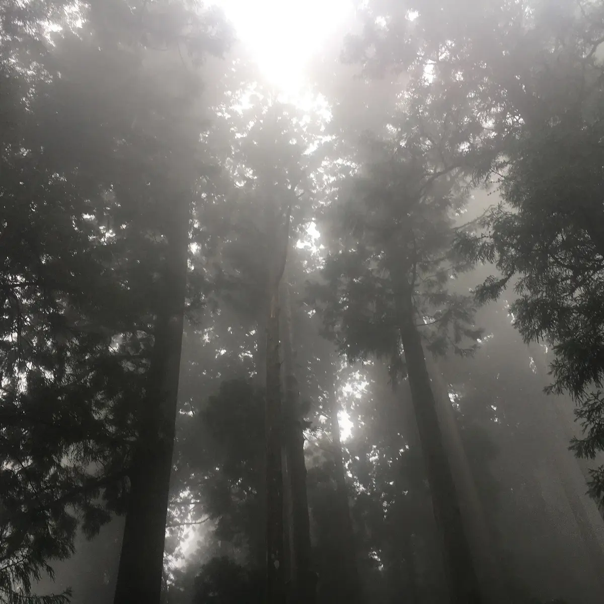 見上げると雲の中にいるのがわかります