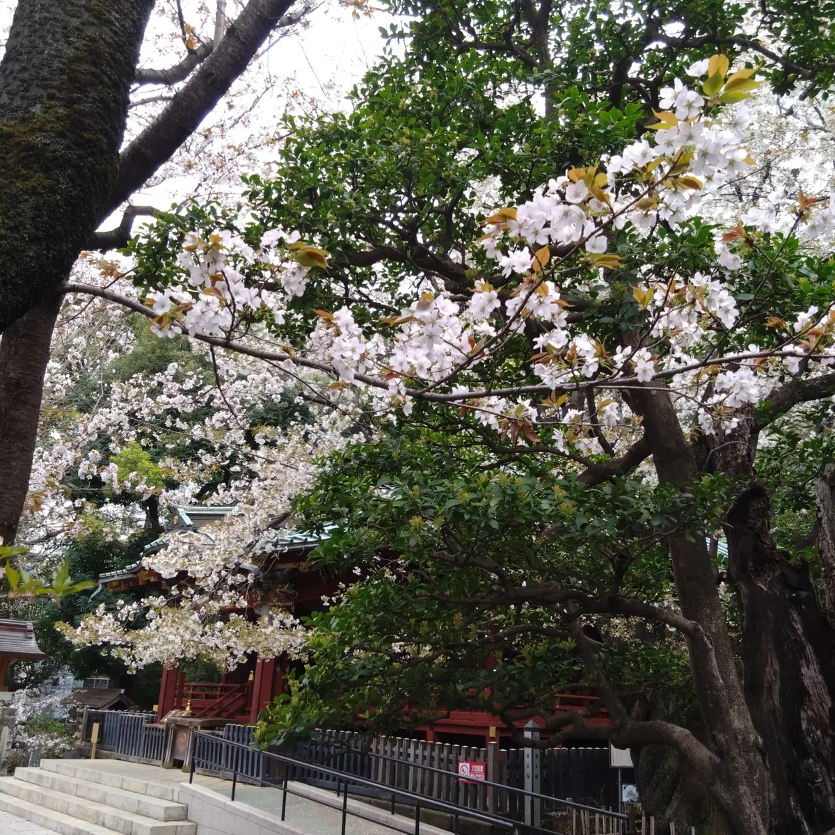 桜