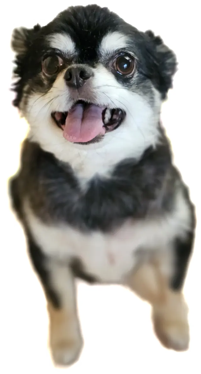 うちのワンコの画像_3