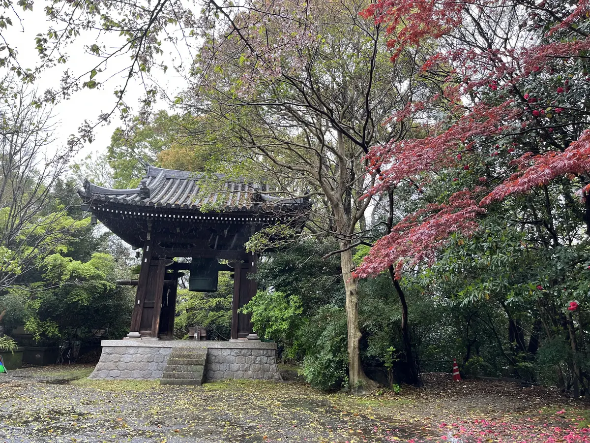 【愛知・常滑】雨の神護山相持院の桜の画像_4