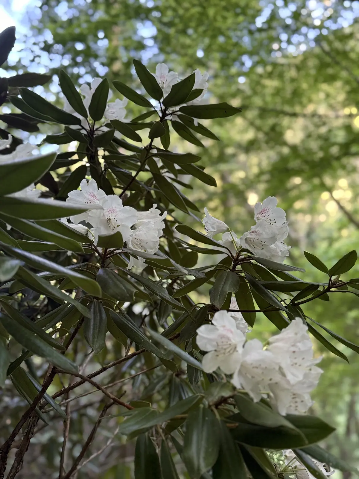 【岐阜】GU大人カジュアルコーデで岐阜・の画像_4