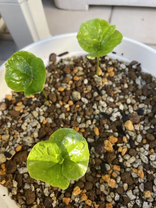 子葉から本葉が出たところ。