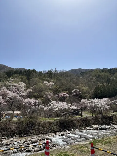 【見頃を迎える花桃の里へ 父と母の思い出の画像_3