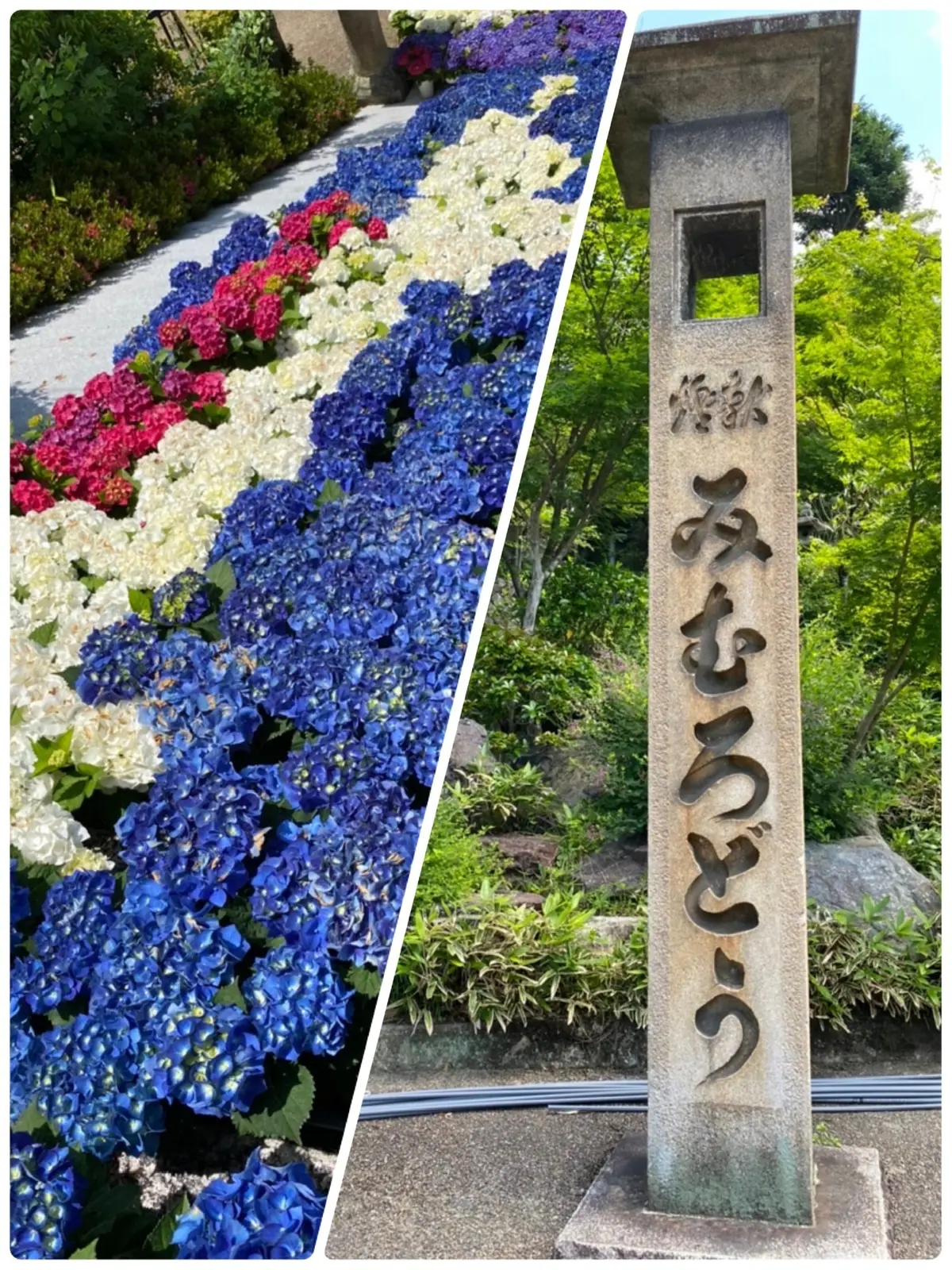 あじさい寺　三室戸寺に行ってきましたの画像_4