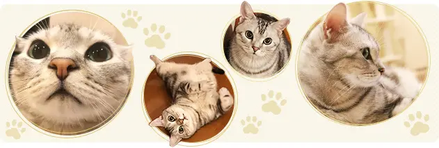 編集長キャットアランの画像_1