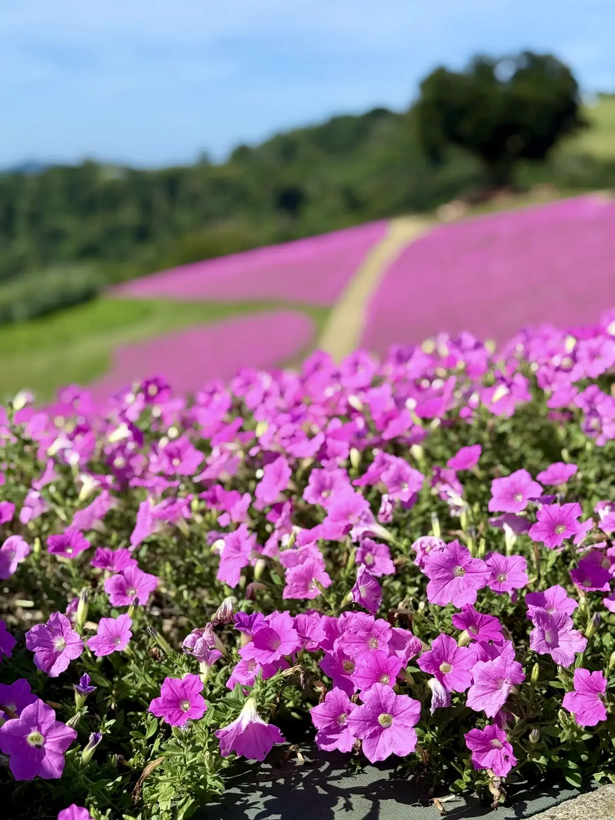 千葉県　観光名所　富津市　マザー牧場　花の谷　桃色吐息　ペチュニア　一面ピンク色