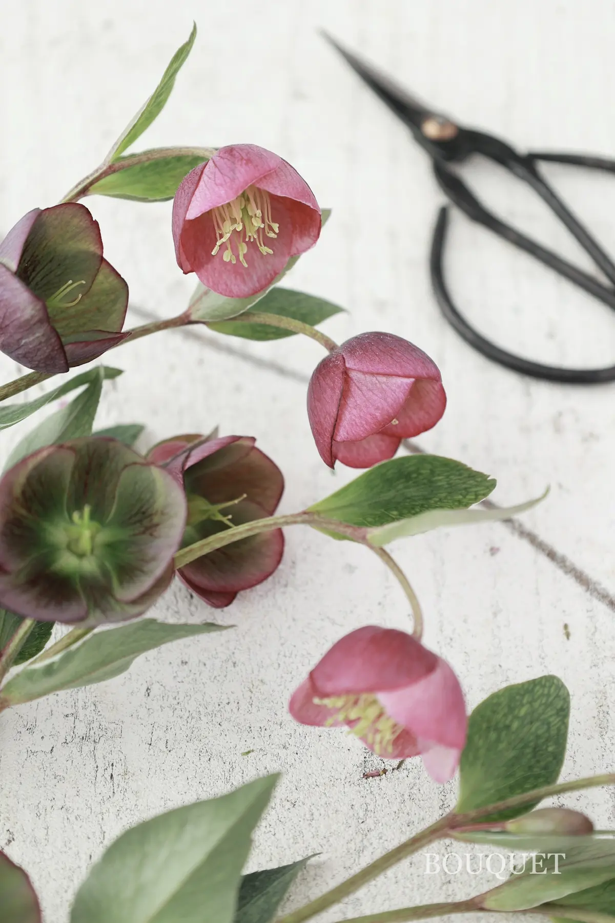 クリスマスローズ　開花時期