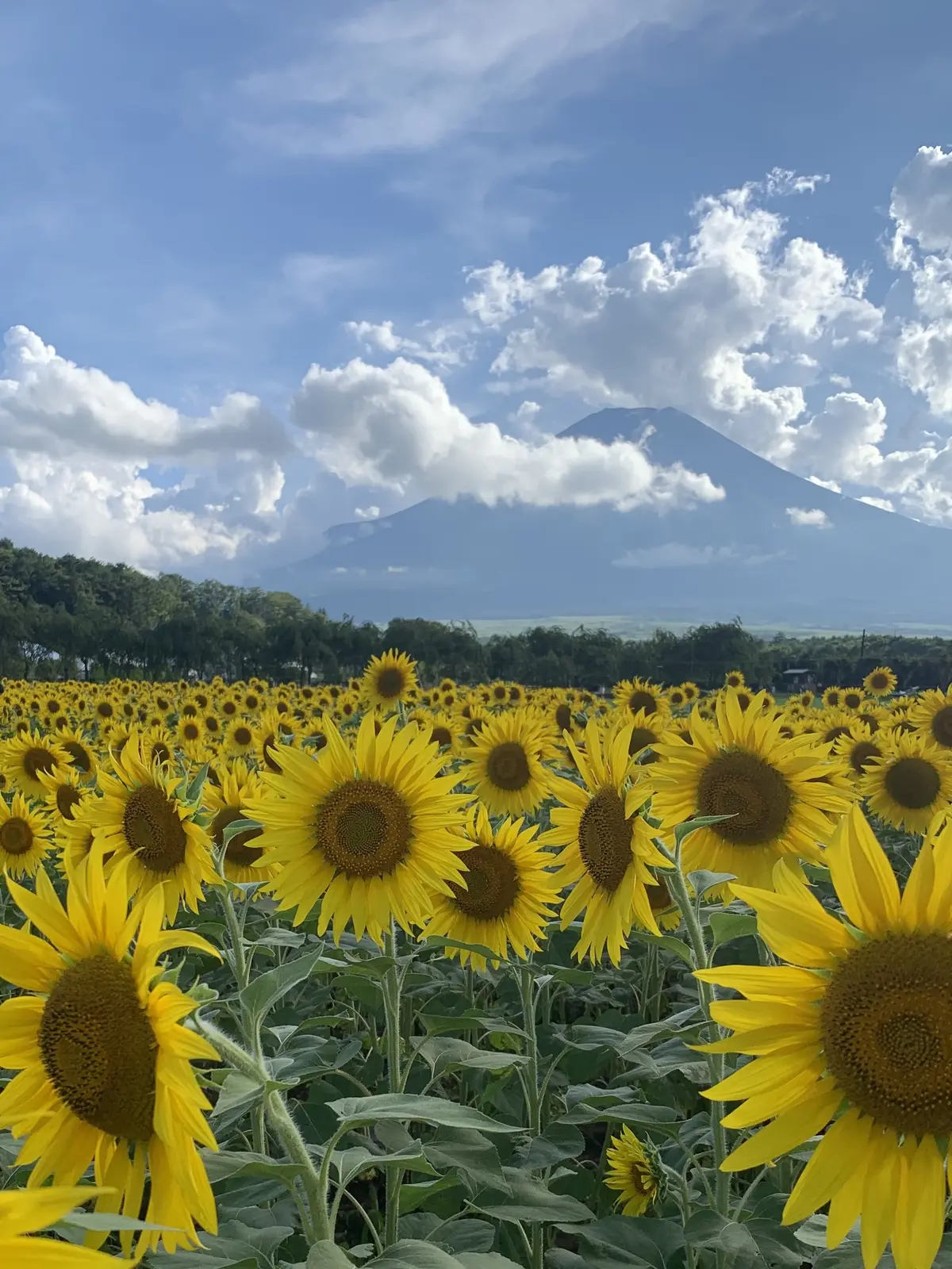 富士山　天気が良い　ひまわり　向日葵　花の都公園