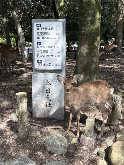 朝の光に包まれて 〜春日大社の特別拝観への画像_2