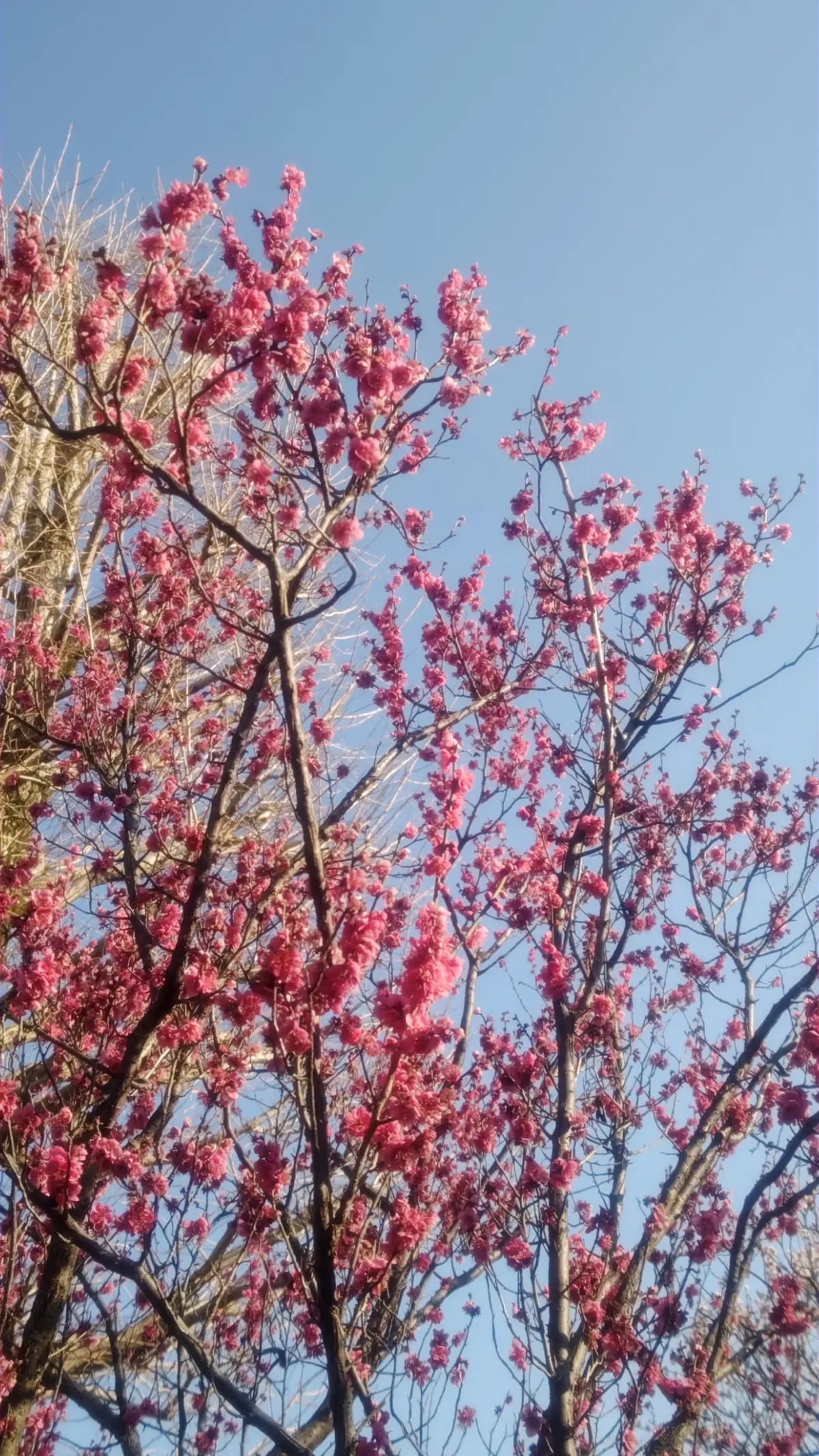 50代主婦【卒業式GUスーツ着回しコーデの画像_5