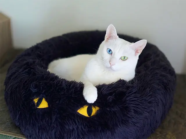 イケアで 購入したという黒いファーの猫クッ ション。