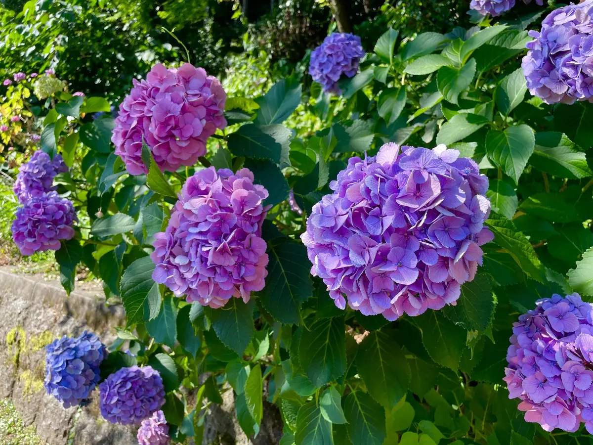 紫のアジサイ