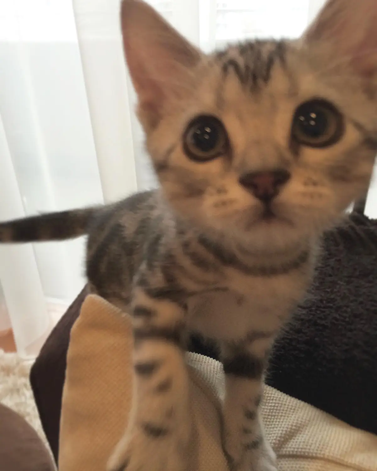 子猫のアラン、近い近い！の画像_2