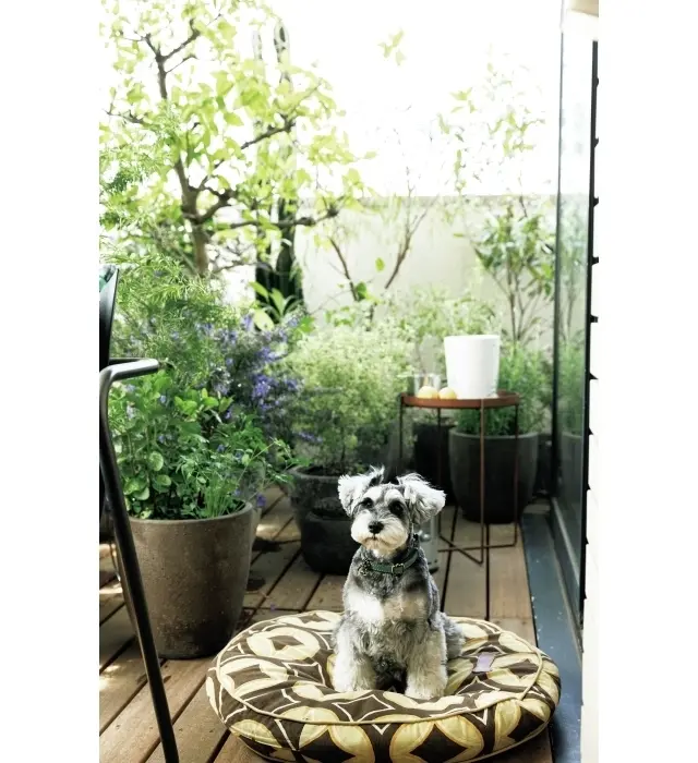 愛犬ソラもテラスがお気に入り