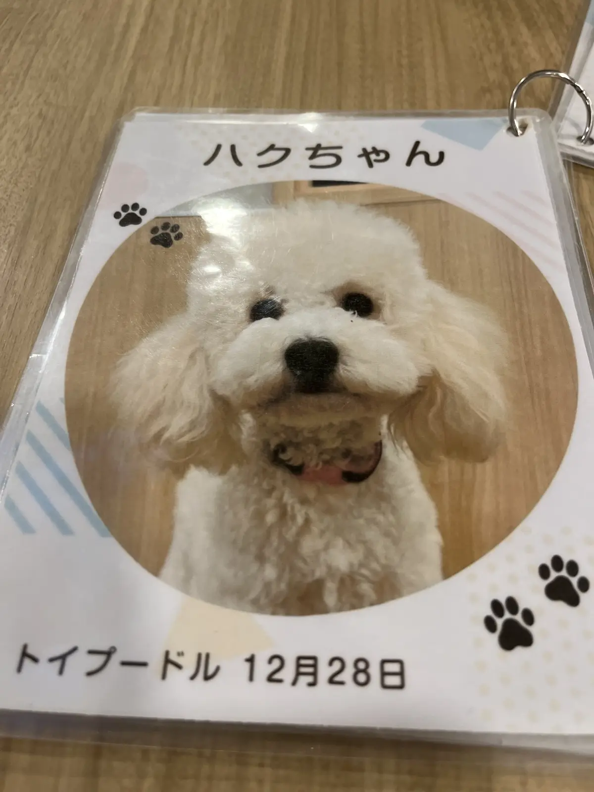 初めての犬カフェへの画像_6