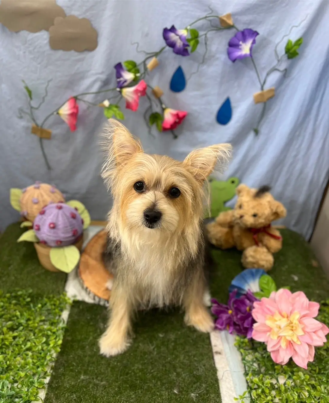 トリミング後のゾーイちゃん