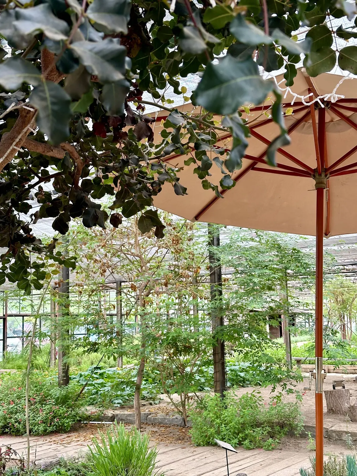 ハーブガーデンで過ごす癒しの時間♡千葉にの画像_28