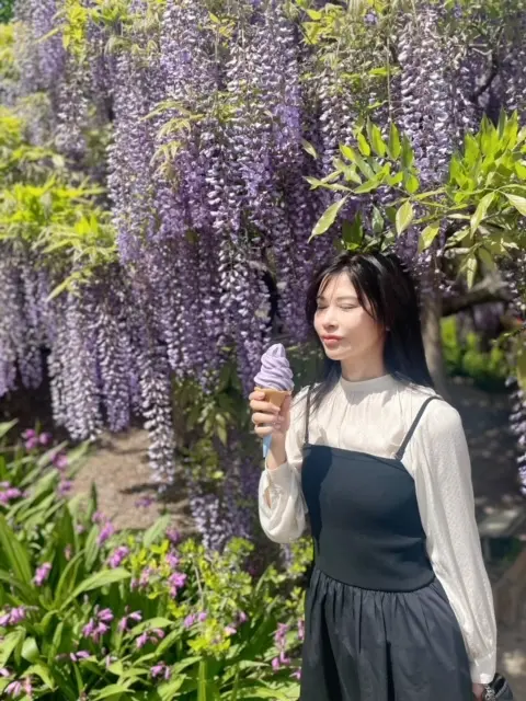 あしかがフラワーパーク内　大人気の藤のソフトクリーム　