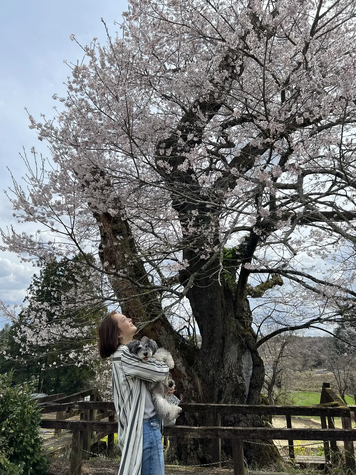 寺子のエドヒガン