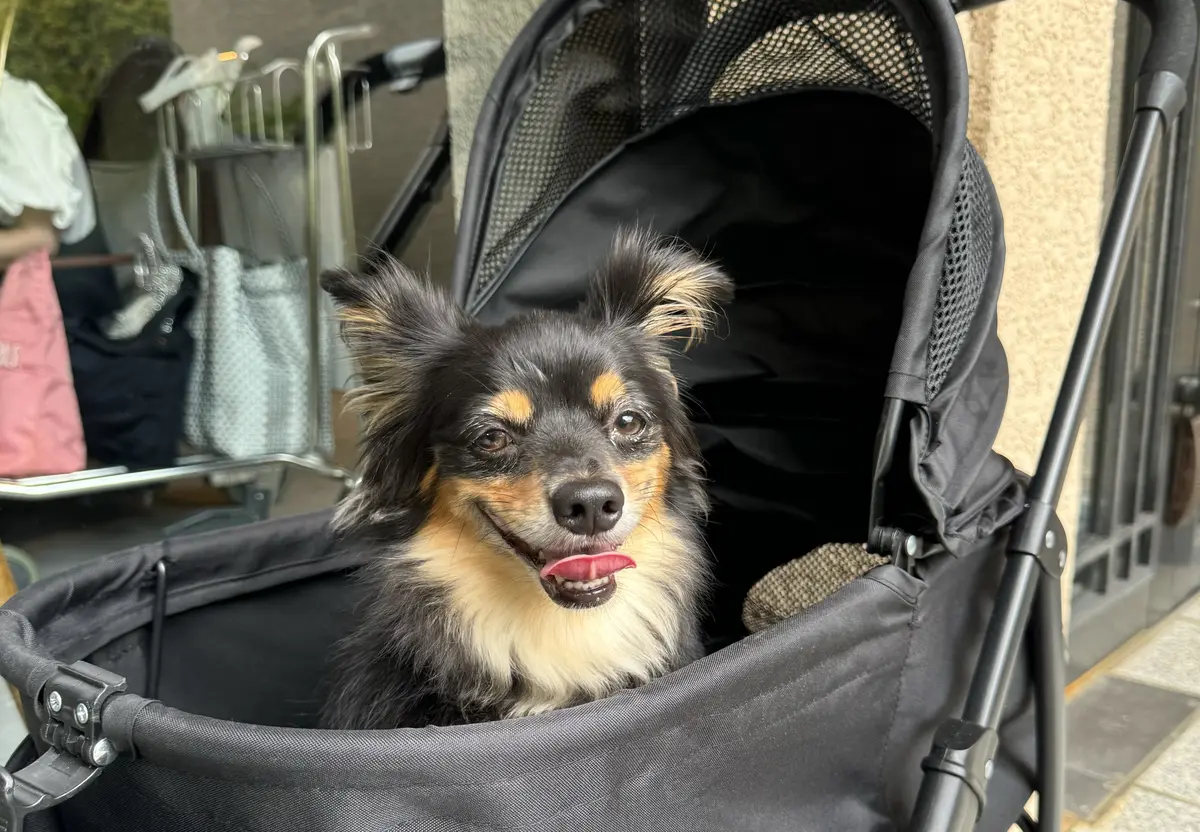 UNIQLOシアーシャツで過ごす癒しの箱の画像_14