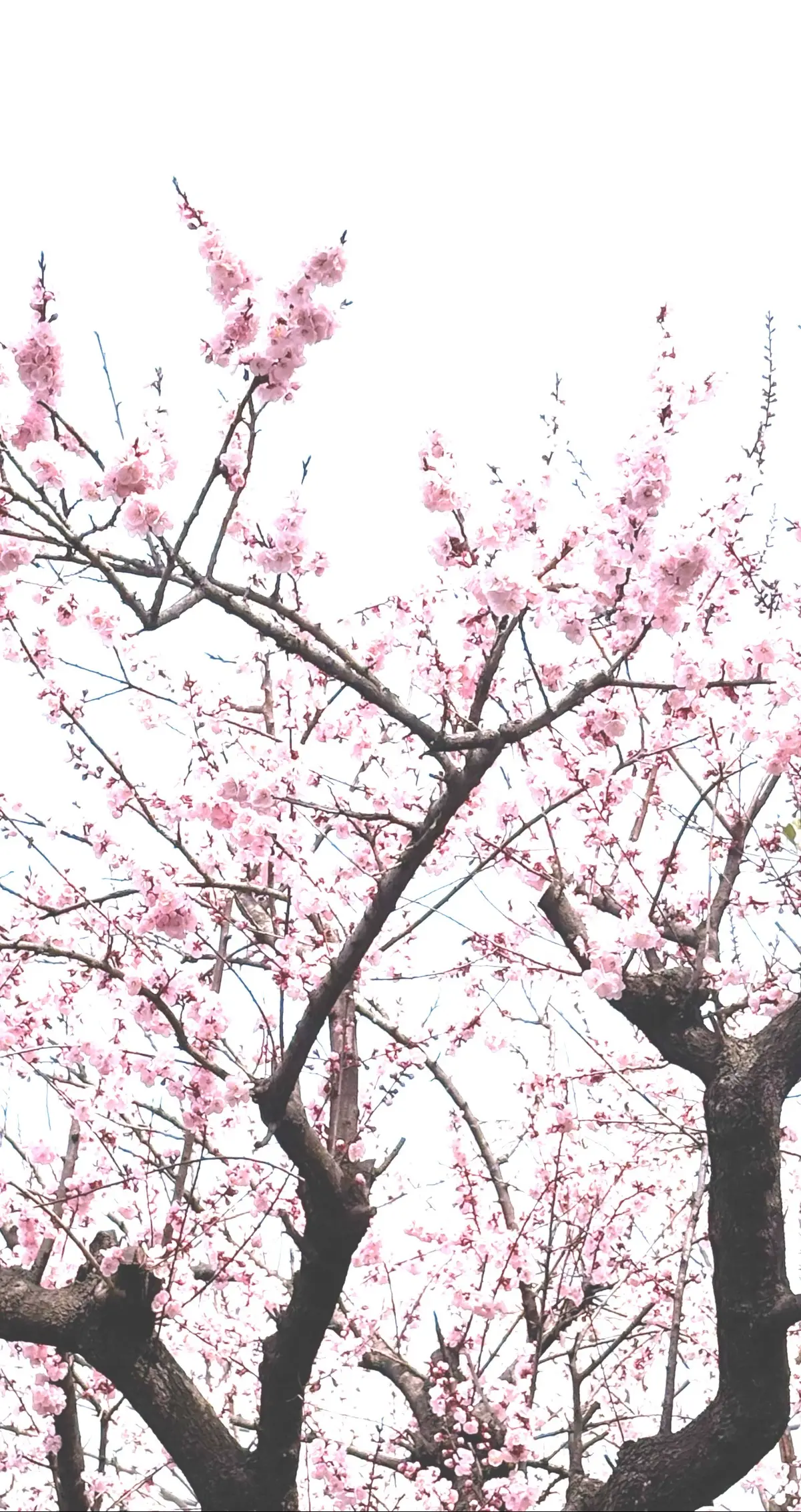 50代主婦【卒業式GUスーツ着回しコーデの画像_6