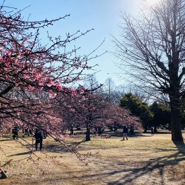 代々木公園の春