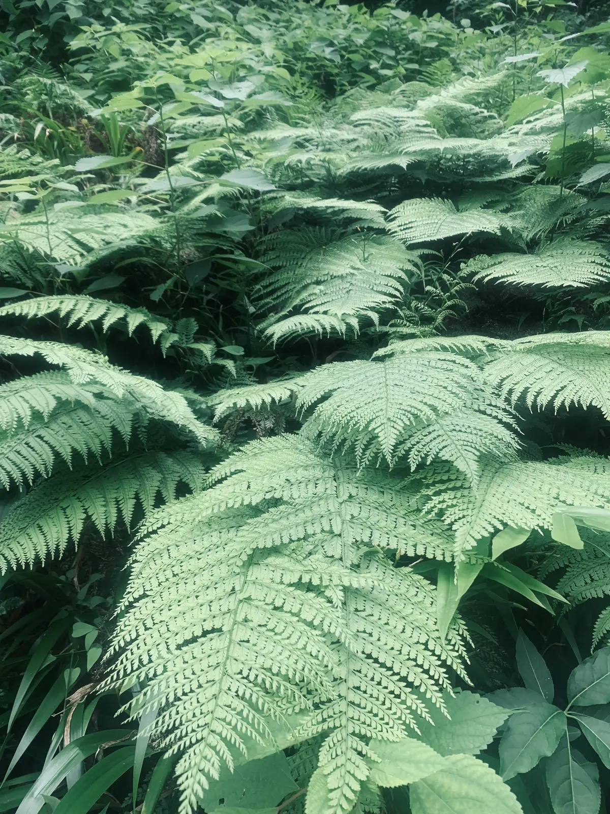 生命力のあるシダの写真