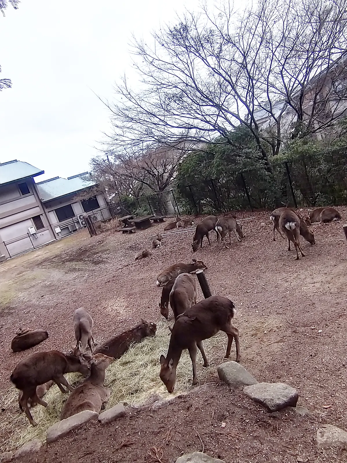 世界遺産厳島神社☆『安芸の宮島』の冬を満の画像_3