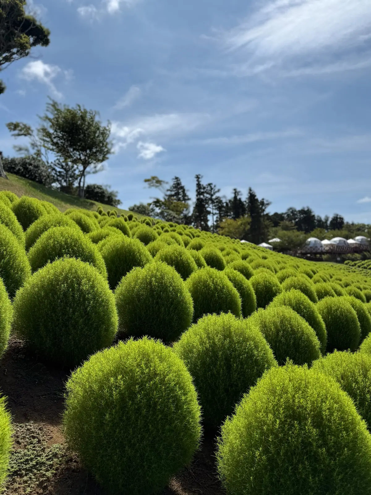 千葉県　観光名所　富津市　マザー牧場　コキア