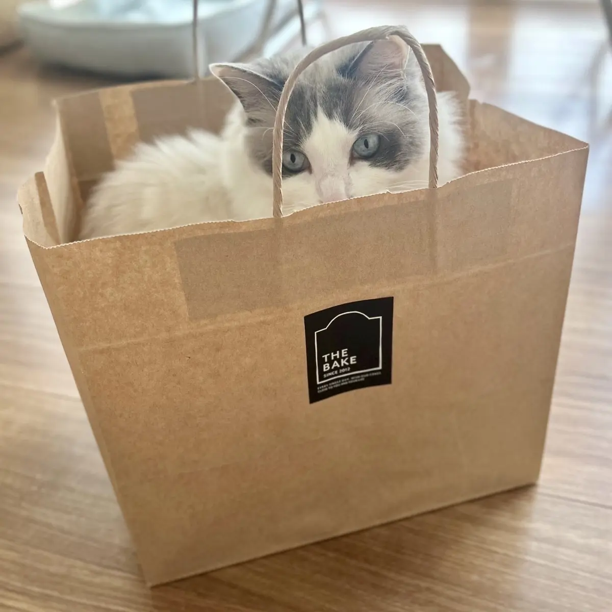 『うちの子記念日』の画像_2