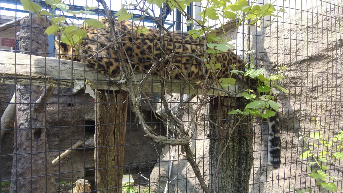 念願だった北海道旭川市「旭山動物園」行っの画像_7