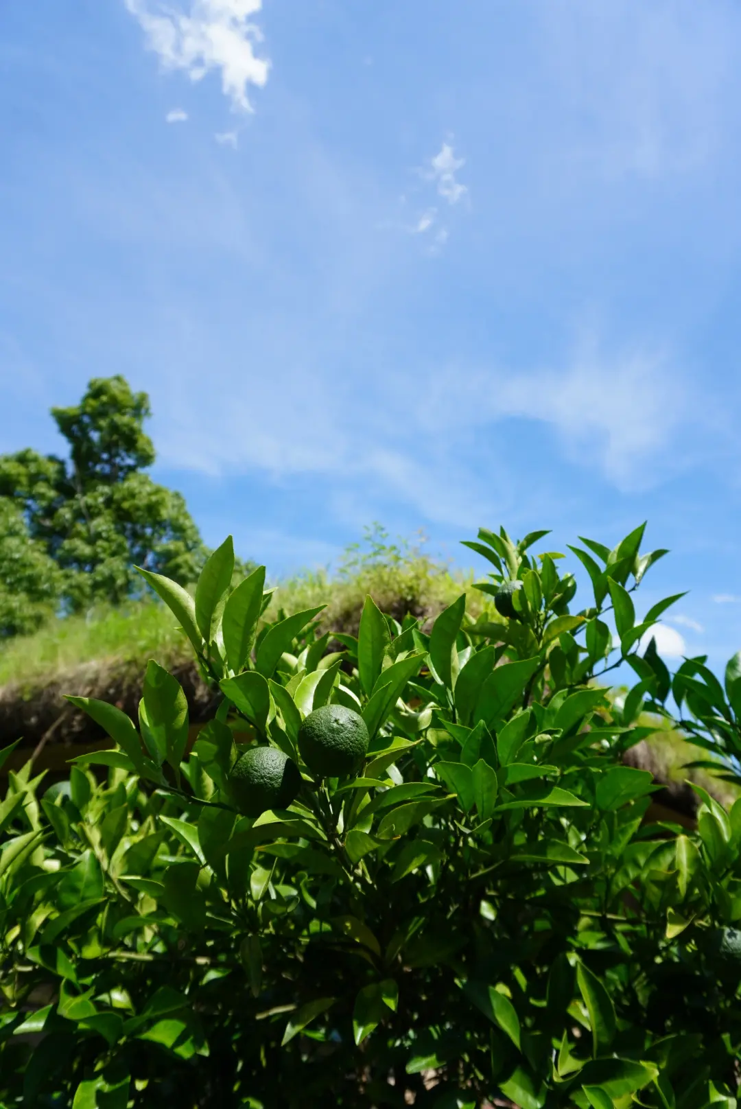 心身共に優しい癒しのスポットで爽やか夏デの画像_23