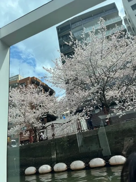 横浜みなとみらい　桜クルーズの画像_8