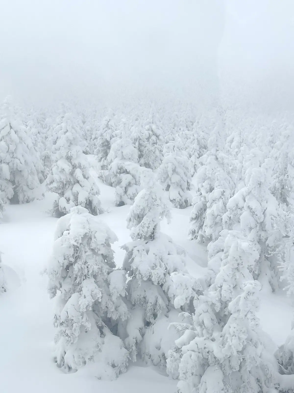 樹氷と美肌の湯を楽しむ♡山形県蔵王への旅の画像_8