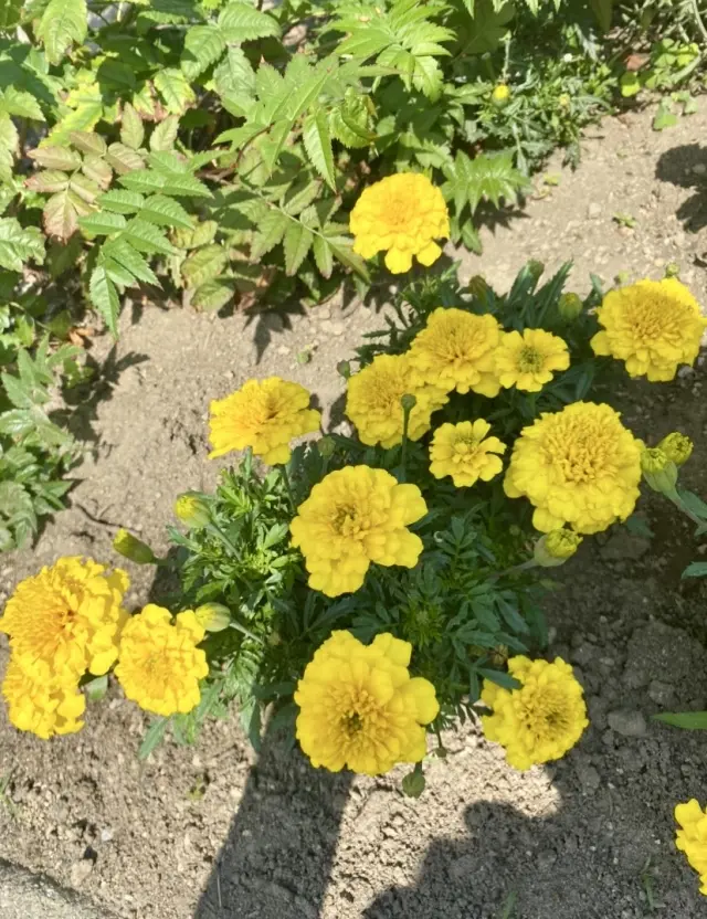 自然の恵みに、感謝✨北の大地で✨の画像_7