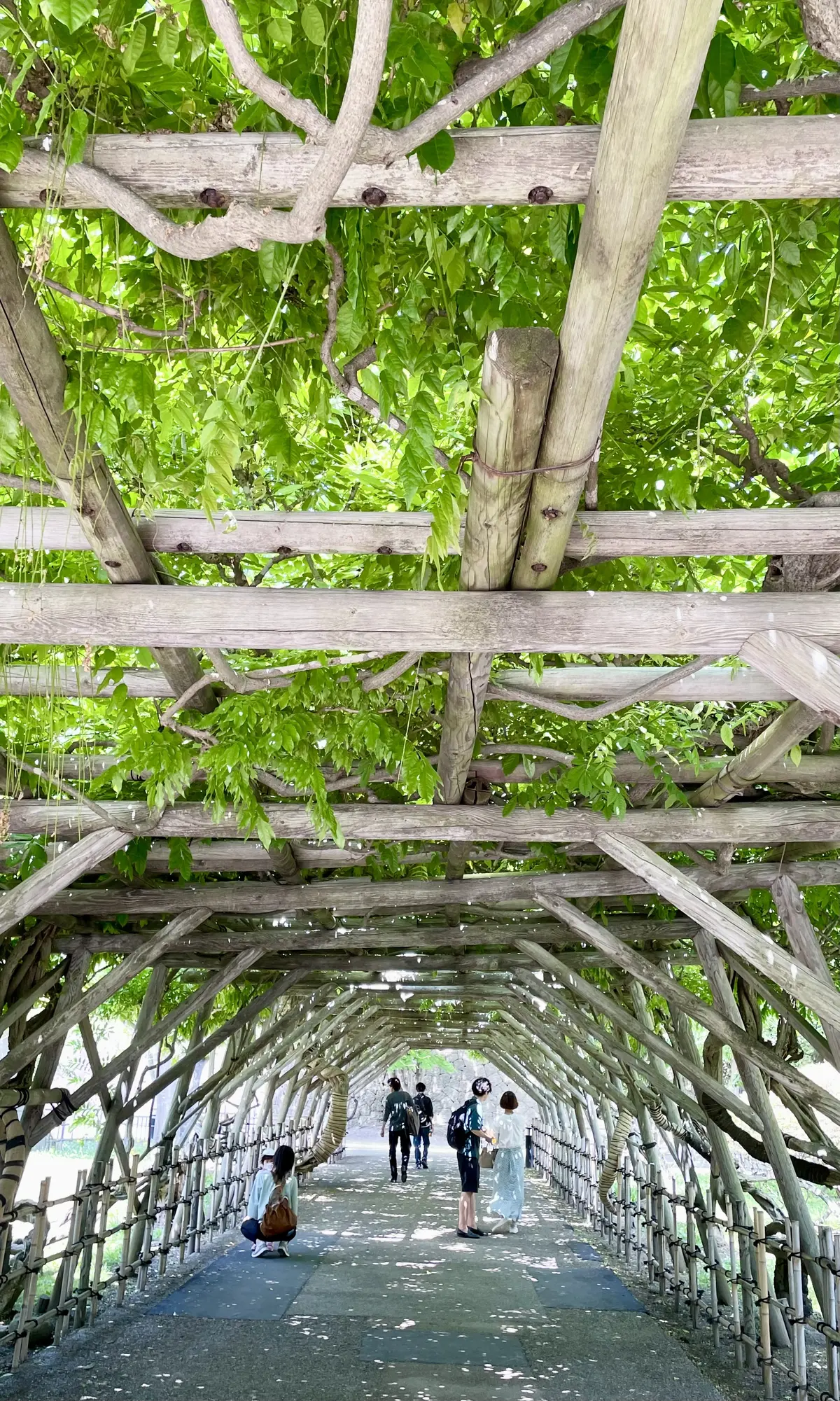 北海道、函館、五稜郭、アーチ、入り口、木陰、晴れ、晴天