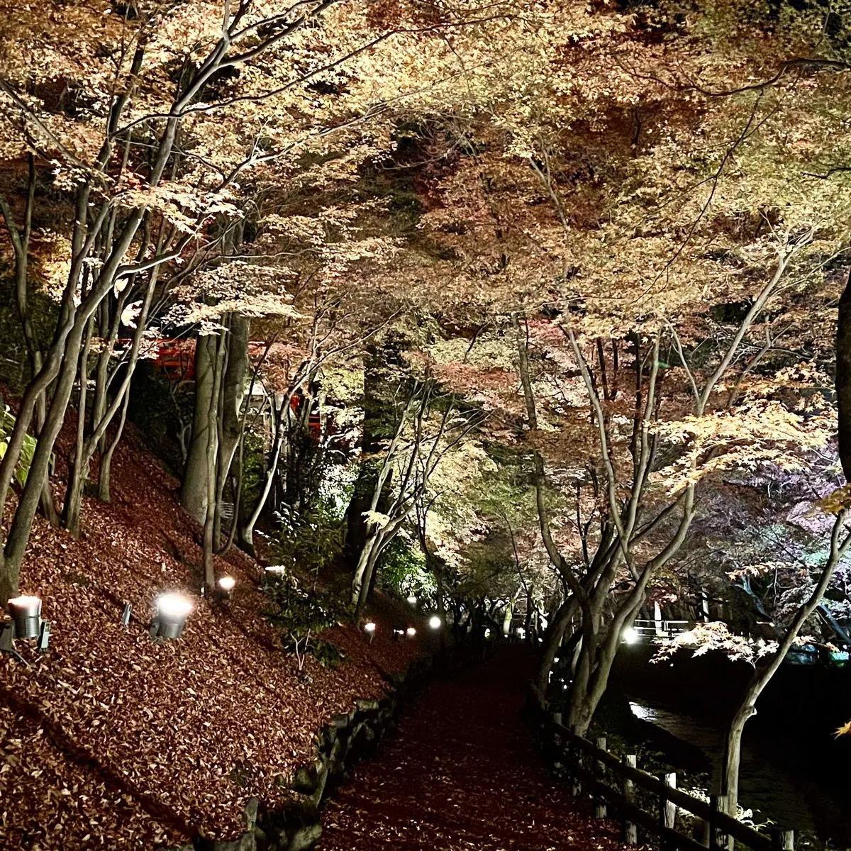 北野天満宮「もみじ苑」