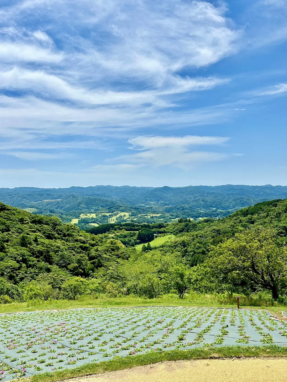 GUデニムで初夏の景色を楽しむお散歩へ♪の画像_20