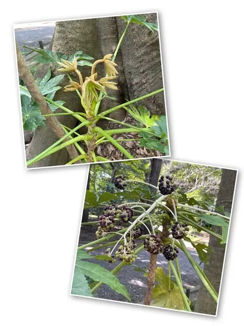 これはヤツデの若葉と実。