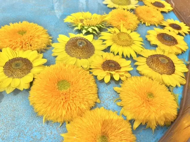 ひまわりプール