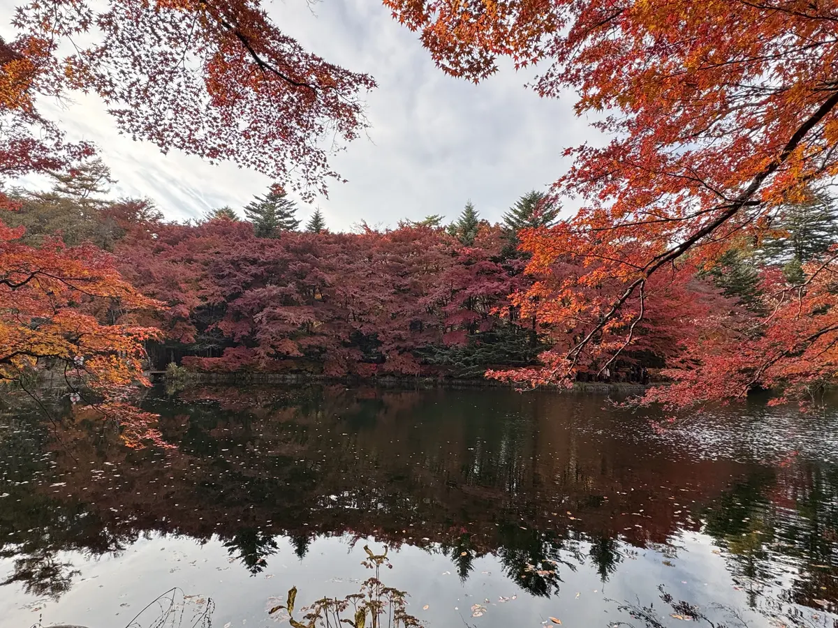 雲場池　紅葉