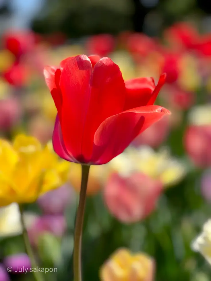 【さかぽんの冒険】ガーデンネックレス❤️の画像_15