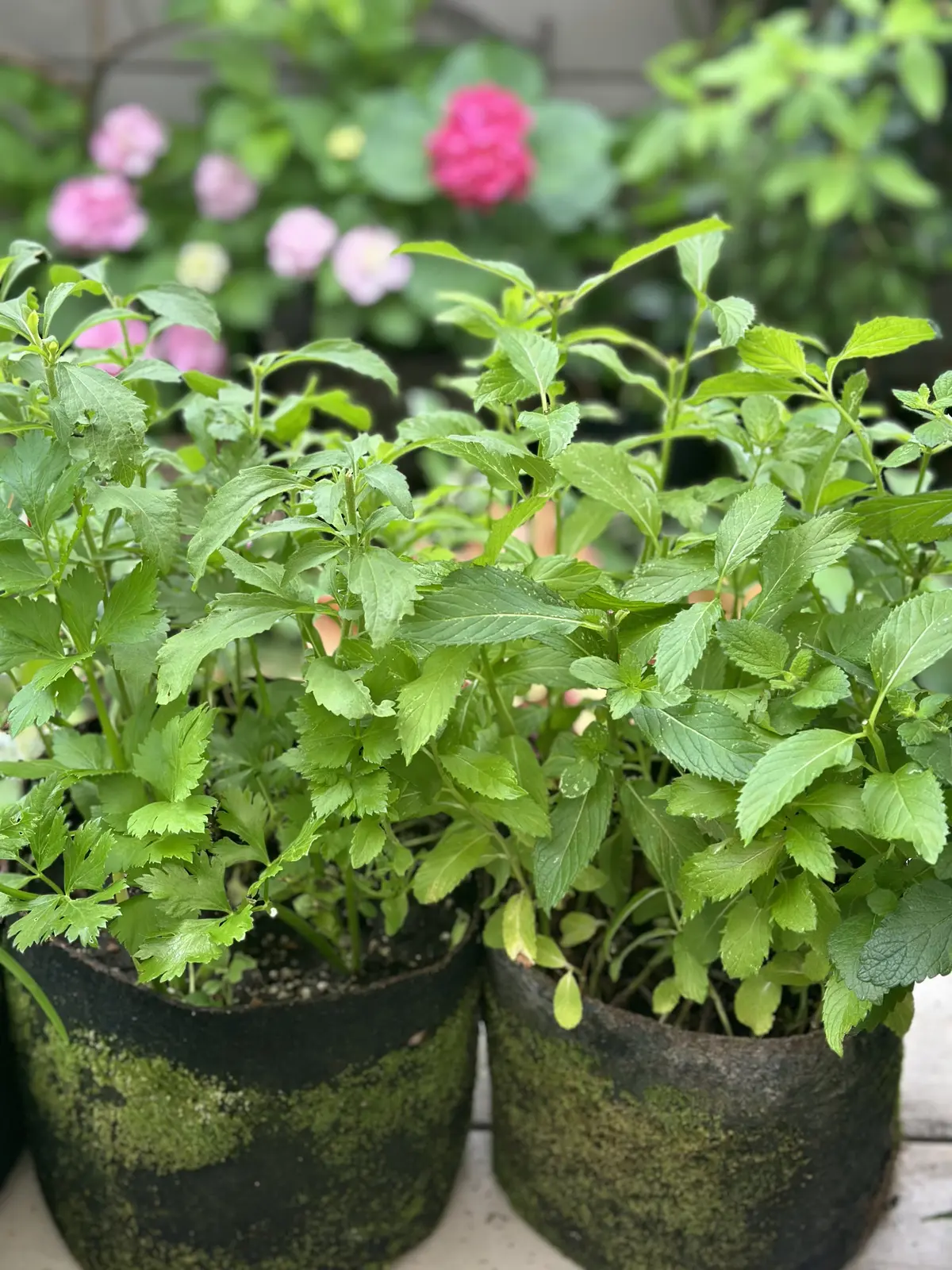 ハーブのある暮らし・・NO HERB Nの画像_5